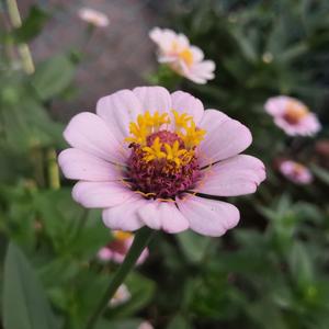 狗儿玉米地里日娘B
